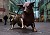 Birmingham Bull
